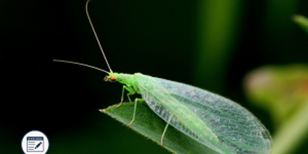 Green Lacewing